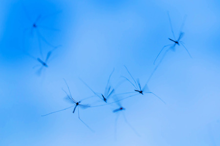 A flock of mosquitoes flies in the sky. Mosquitoes close-up. Flying insects. Insects are dancing