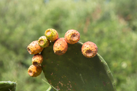 The fruits of the cactus grow on a cactus in the garden. Colorful cactus fruit.