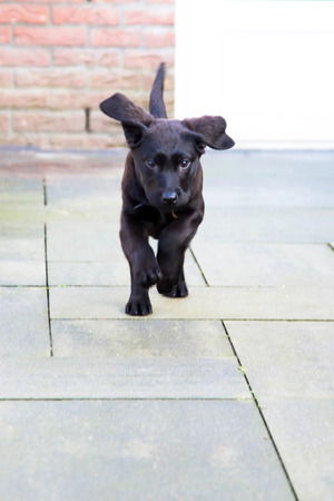 Little cute black puppy labrador retriever runs. Pet dog is man's best friend.の写真素材