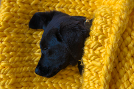 Cute little pet Labrador retriever puppy sleeps. Baby Labrador Retriever dog wrapped in a yellow warm knitted blanket. Comfort, warmth and  pets care concept.の写真素材