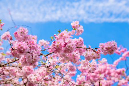 Spring time. Blooming sakura tree. Pink and white flowers of sakura cherry. Spring symbol.の写真素材