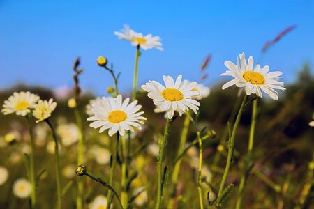 Summer flowers white daisies. Summer floral background.の写真素材
