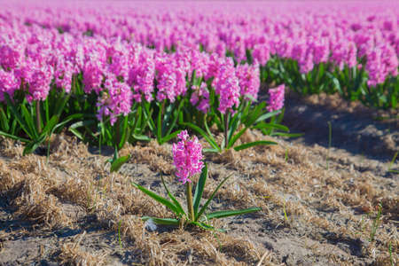 The flower industry in the Netherlands. Blooming fragrant fields of hyacinth flowers. Colorful...