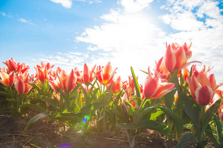 Blooming tulip fields. Bright spring floral background.