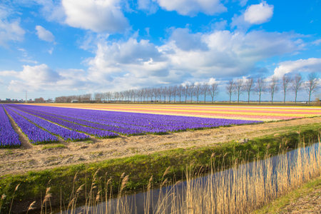 The flower industry in the Netherlands. Blooming fragrant fields of hyacinth flowers. Colorful...