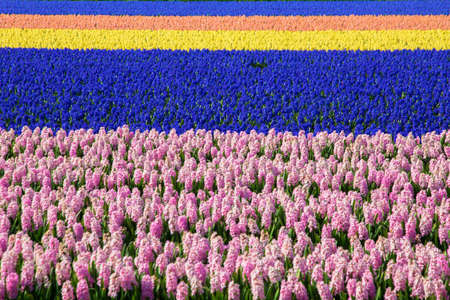 The flower industry in the Netherlands. Blooming fragrant fields of hyacinth flowers. Colorful spring background.の写真素材