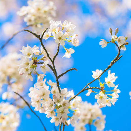 Spring cherry blossom garden. Japanese delicate cherry sakura flowers.