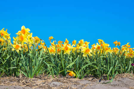 Bright yellow spring flowers daffodils. Spring floral background.の写真素材