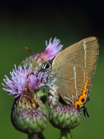 White-letter Hairstreak  Satyrium w-album   の写真素材