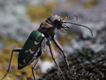 Tiger beetle  Cicindela campestris   macroの写真素材