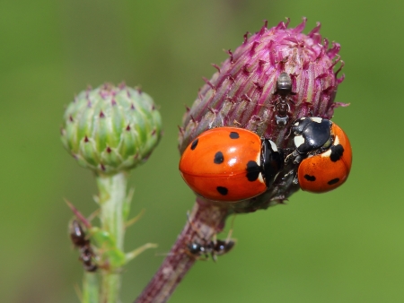 	two ladybirds and antの写真素材