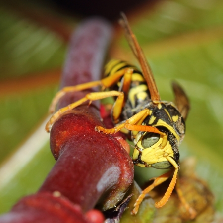 wasp on plants stemの写真素材