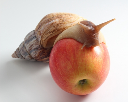 	snail on apple. closeupの写真素材