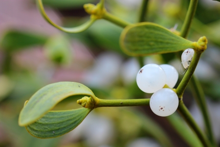 	berry of mistletoe (Viscum album). closeupの写真素材