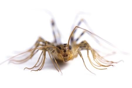 	house centipede  Scutigera coleoptrata  isolated on white