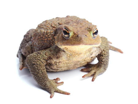 	European toad  Bufo bufo  isolated on white
