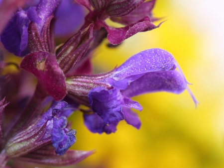 	Flowers of Lamiales  Macro