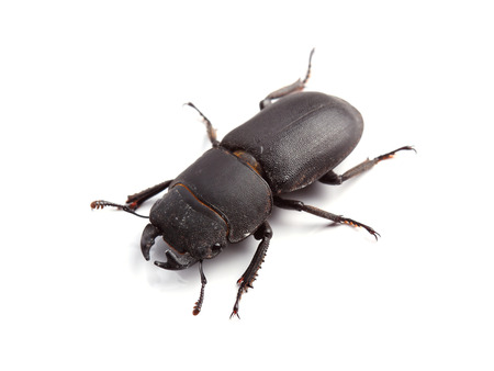 	Lesser stag beetle  Dorcus parallelipipedus  on whiteの写真素材