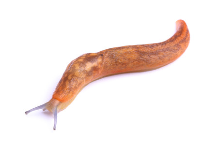 	Slug isolated on whiteの写真素材