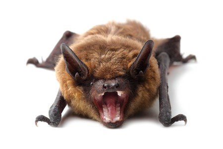 Bat isolated on white