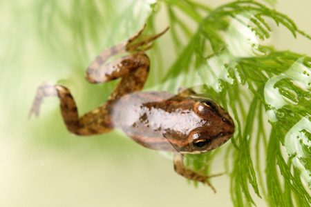 Small frog swimming among aquatic plants  Close up 