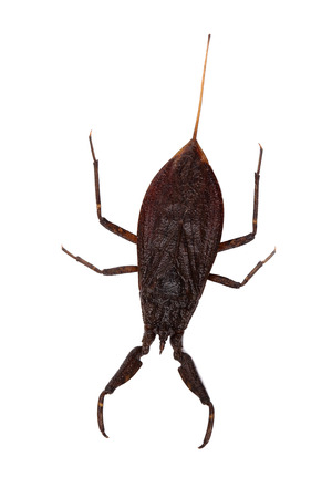 Water scorpion (Nepa cinerea) isolated on whiteの写真素材