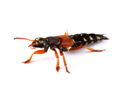 Rove beetle (Staphylinus caesareus) isolated on whiteの写真素材