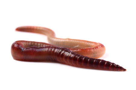 Worm isolated on whiteの写真素材