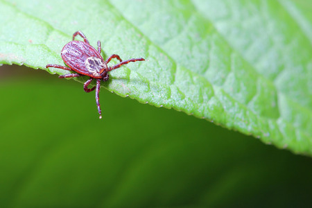 Acarus waiting on the leaf. Macro