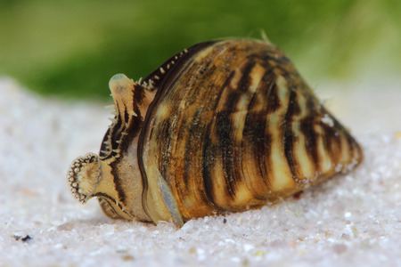 Zebra mussel (Dreissena polymorpha) in pond. Macroの写真素材