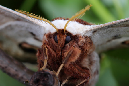 Giant Peacock Moth (Saturnia pyri)の写真素材