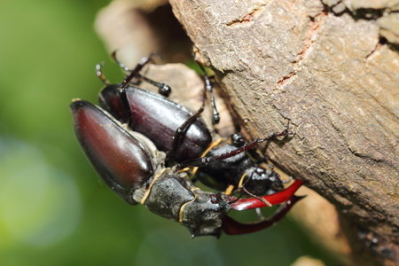 Male and female of stag beetle. Macroの写真素材