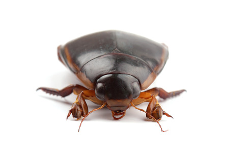 Great diving beetle isolated on whiteの写真素材