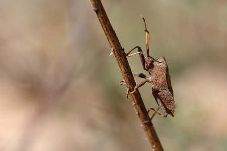 Shield bug on dry grass. Macro