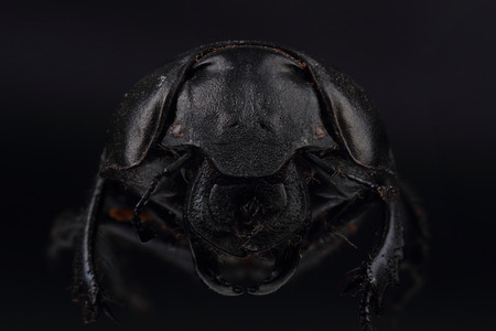 Beetle Lethrus apterus on black. Extreme macroの写真素材