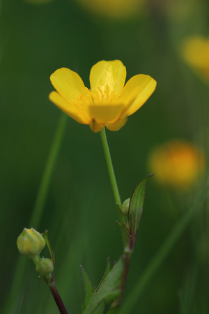 Flowers of meadow buttercup (Ranunculus acris). Closeupの写真素材