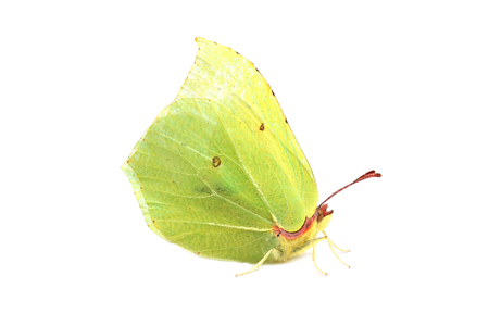 Butterfly - Common Brimstone (Gonepteryx rhamni) isolated on whiteの写真素材