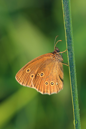 Butterfly - Ringlet (Aphantopus hyperantus) covered morning dew. macro