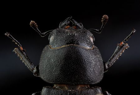 Head of  Lesser stag beetle (Dorcus parallelipipedus). Extreme macro