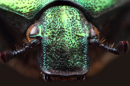 Head of beetle - rose chafer (Cetonia aurata). Extreme macro
