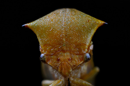 Buffalo treehopper (Stictocephala bisonia). Extreme macro