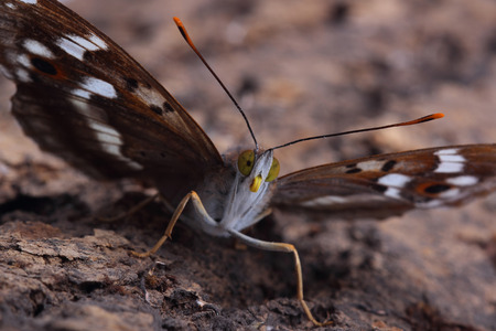 Butterfly - Lesser Purple Emperor (Apatura ilia) sitting on tree. Macroの写真素材