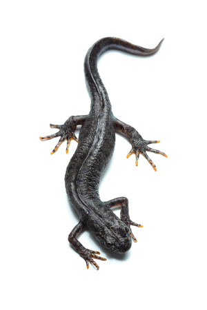 Great crested newt (Triturus cristatus) isolated on whiteの写真素材