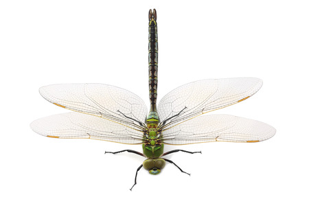 Dragonfly isolated on white backgroundの写真素材