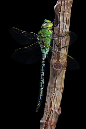 Dragonfly isolated on black backgroundの写真素材