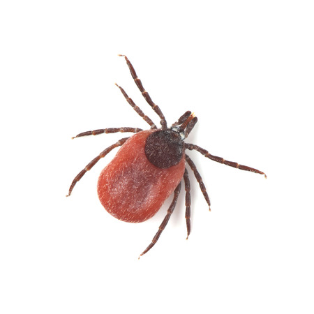 Male of tick isolated on white background