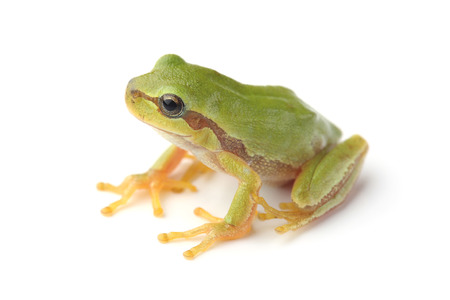 European tree frog (Hyla arborea) isolated on white