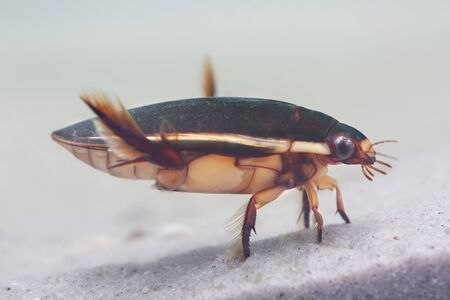 Diving beetle  in pond. Closeupの写真素材