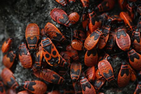 Many firebugs on birch bark. Macro
