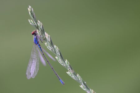 Male of red-eyed damselfly (Erythromma najas) is sitting on grass near pond. macro